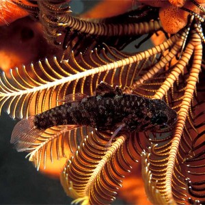 Crinoid fish hanging out