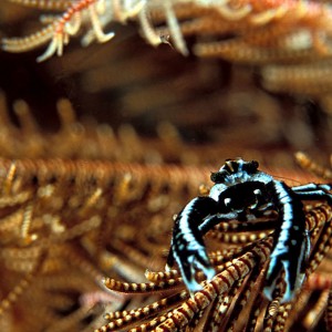 crab hanging out on crinoid