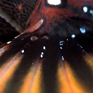 Lionfish fin up close