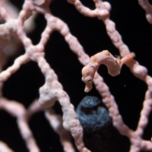 pygmy seahorse, Lissenung, Papua New Guinea