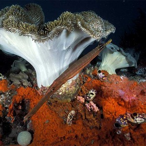 Trumpet fish