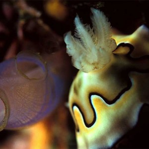 Tuni and Nudi