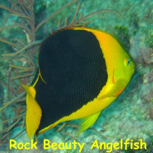 French Reef, Key Largo, FL