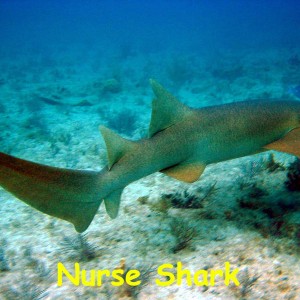 Benwood Wreck, Key Largo, FL