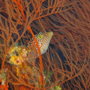 Backwall, Molokini