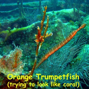 Benwood Wreck, Key Largo, FL