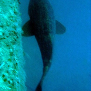 Adolph Busch Wreck, Looe Key, FL