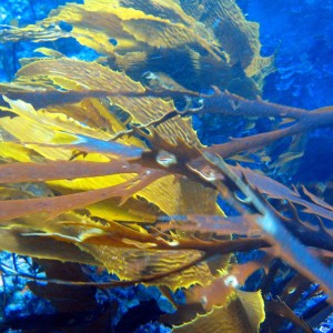 Kelp fronds Princess Bay Wgtn