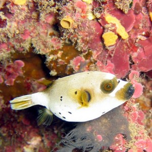 Black Spotted Puffer