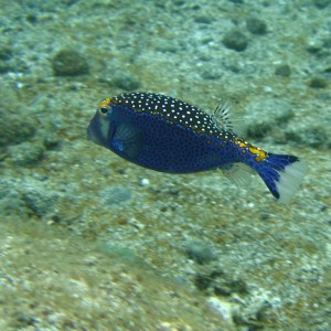 Male Spotted Boxfish