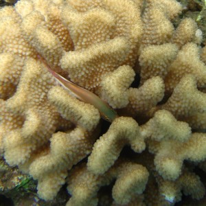 Coral_Fish