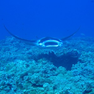 Manta_11