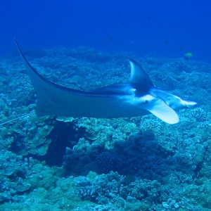 Manta_2