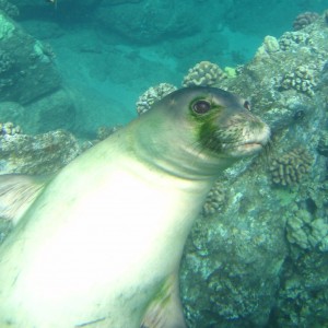 Monk_Seal_1