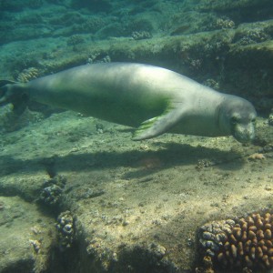Monk_Seal_3