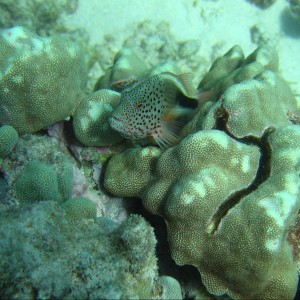 Spotted_Fish