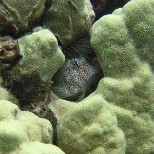 Spotted_Fish_3