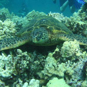 Turtle_11