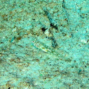 Blenny_on_Sand_D23_sm