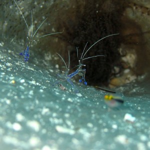 Cleaner_Shrimp_D23_sm