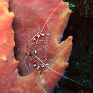 Banded_Coral_Shrimp_D31_sm