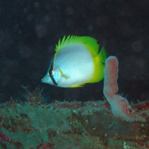 Butterfly_fish_at_Toms_Point_Wreck_sm