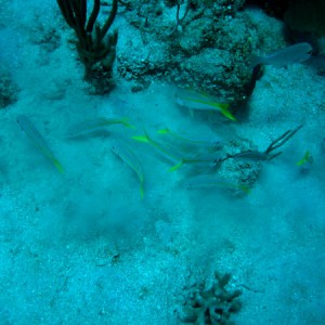 Yellowtail_snapper_at_Toms_Point_sm