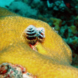 xmas_tree_worm_toms_point_sm