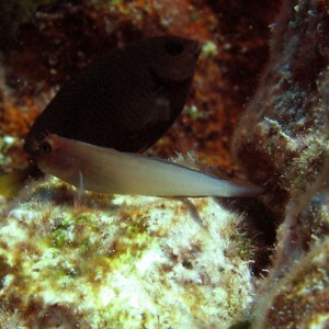 Blenny_on_rock_sm