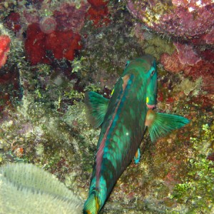 Stoplight_parrotfish_male_sm