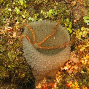 brittlestar