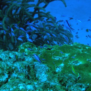 reef_life_spotted_bay_sm