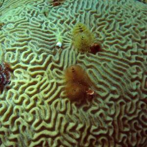 xmas_tree_worms_on_brain_coral_spotted_bay_sm