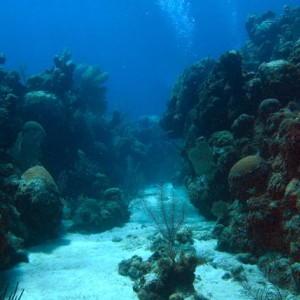 Spotted_Bay_Reef_sm