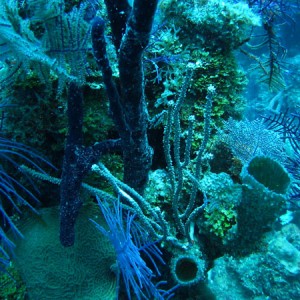 Rons_Wreck_Reef_sm