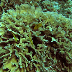 JN_Coral_2_sm