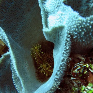 Crinoid_in_Sponge_sm