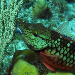 JN_Stoplight_Parrotfish_Fem_sm