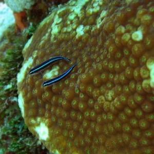 JN_Fish_on_coral_sm