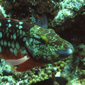 JN_Stoplight_Parrotfish_Fem_2_sm