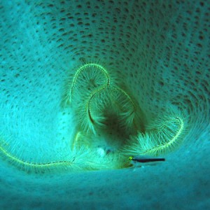 PB_Brittle_Star_and_Blenny_in_sponge_sm