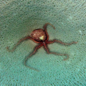 Silver_Gardens_Brittle_Star_in_Sponge_sm