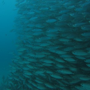 wall of fish
