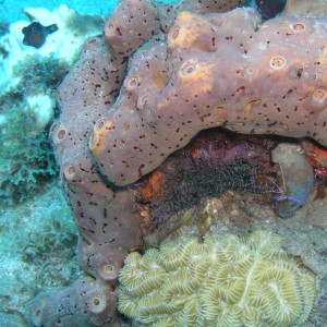 undersea life