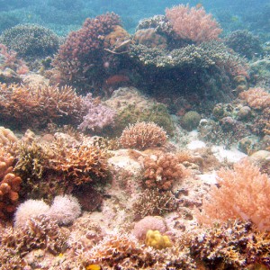 Laguna de Boracay Reef