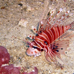 Spotfin Lionfish