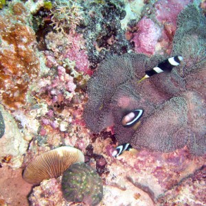 Anemonefish