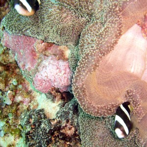 Anemonefish