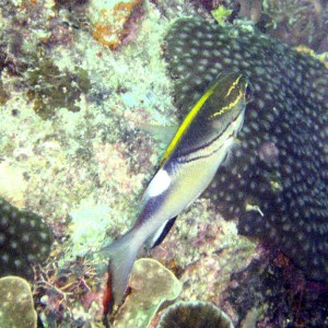 Bridled Monocle Bream