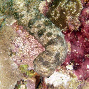 Sea Cucumber